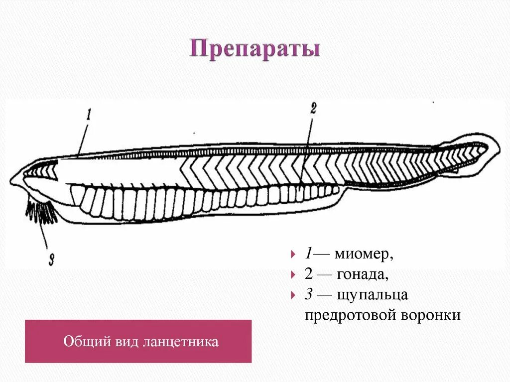 Диафрагма у хордовых. Строение ланцетника. Миомеры ланцетника. Гонады у ланцетника. Тотальный препарат ланцетника.