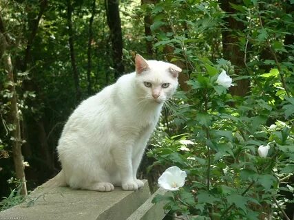 Коте боец