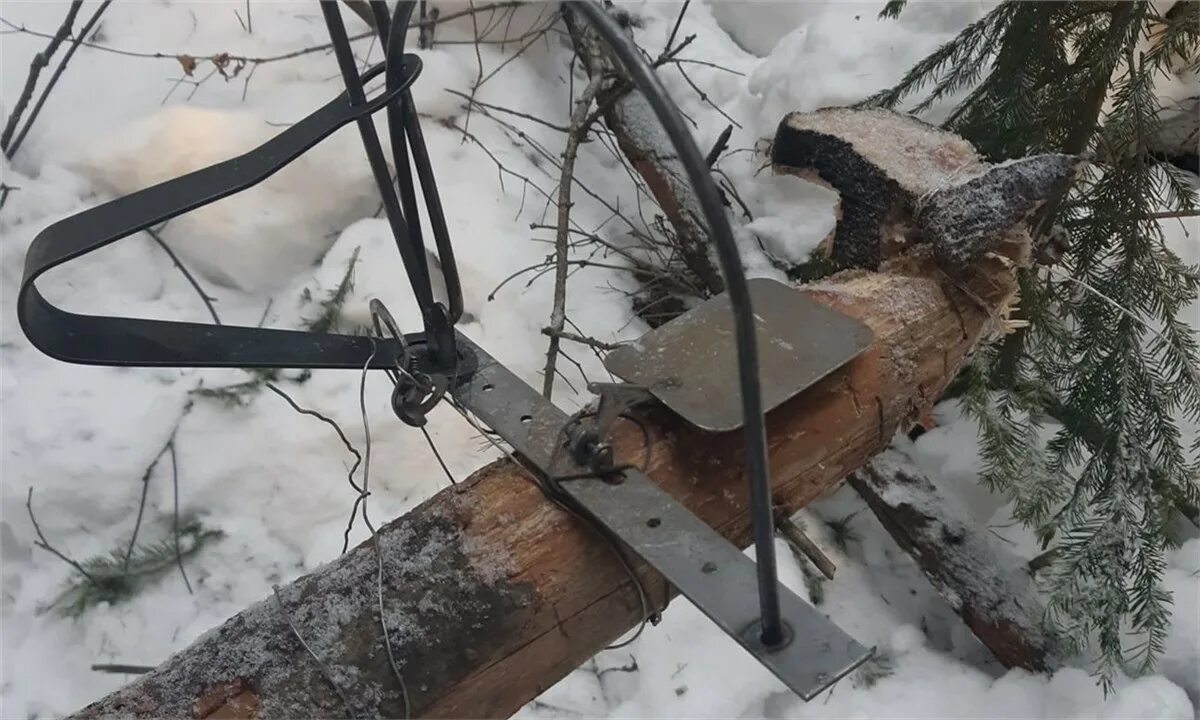 Красноярский край охота на соболя. Капкан охотничий. Рыжик в капкане