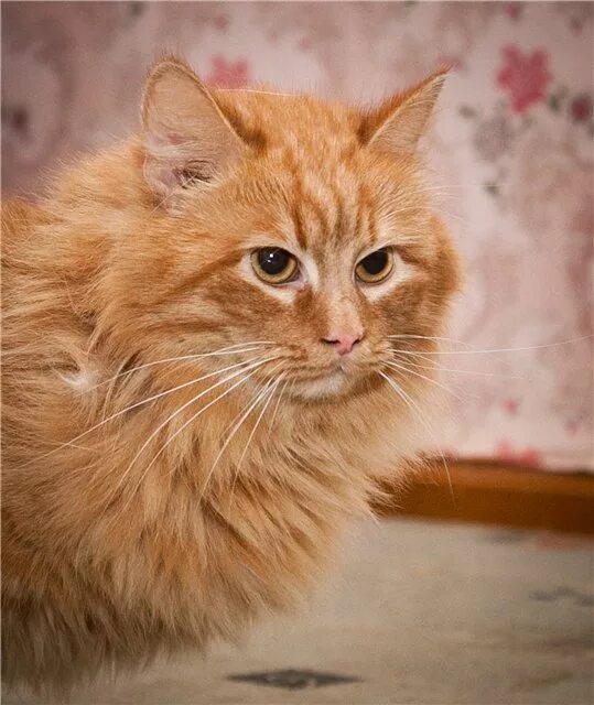 Рыжий московский кот. Рыжий пушистый котенок в добрые руки. Ангорская сибирская кошка рыжая. Рыжий котенок 3 месяца. Рыжие пушистые коты.