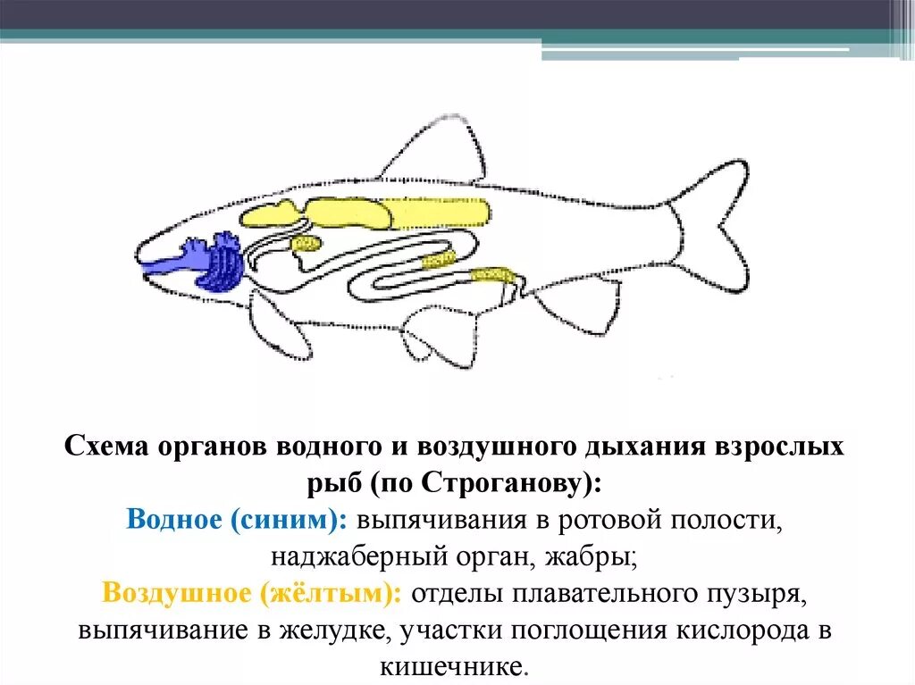 Система дыхания у рыб. Органы дыхательной системы у рыб. Схема жаберного аппарата акулы. Дыхательная система костных рыб схема. Рыба дышащая легкими