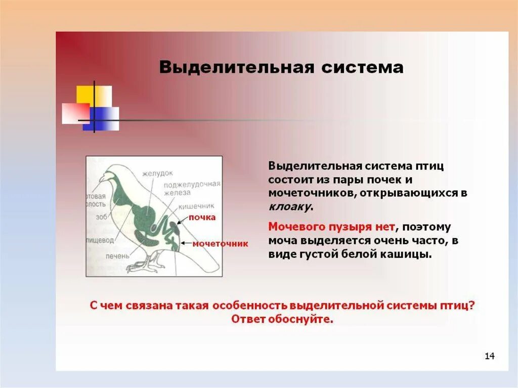 Кишечник мочеточники открываются в клоаку. Строение выделительной системы птиц. Система органов выделения птицы. Выделительная система птиц. Выделительная система пт ц.