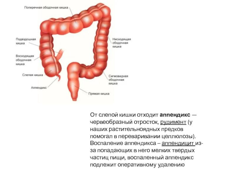 Развитая слепая кишка. Червеобразный аппендикс. Червеобразный отросток аппендикс отходит от кишки. Слепая кишка с аппендиксом. Червеобразный отросток слепой кишки.