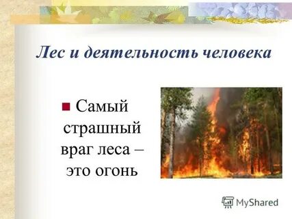 Враг леса