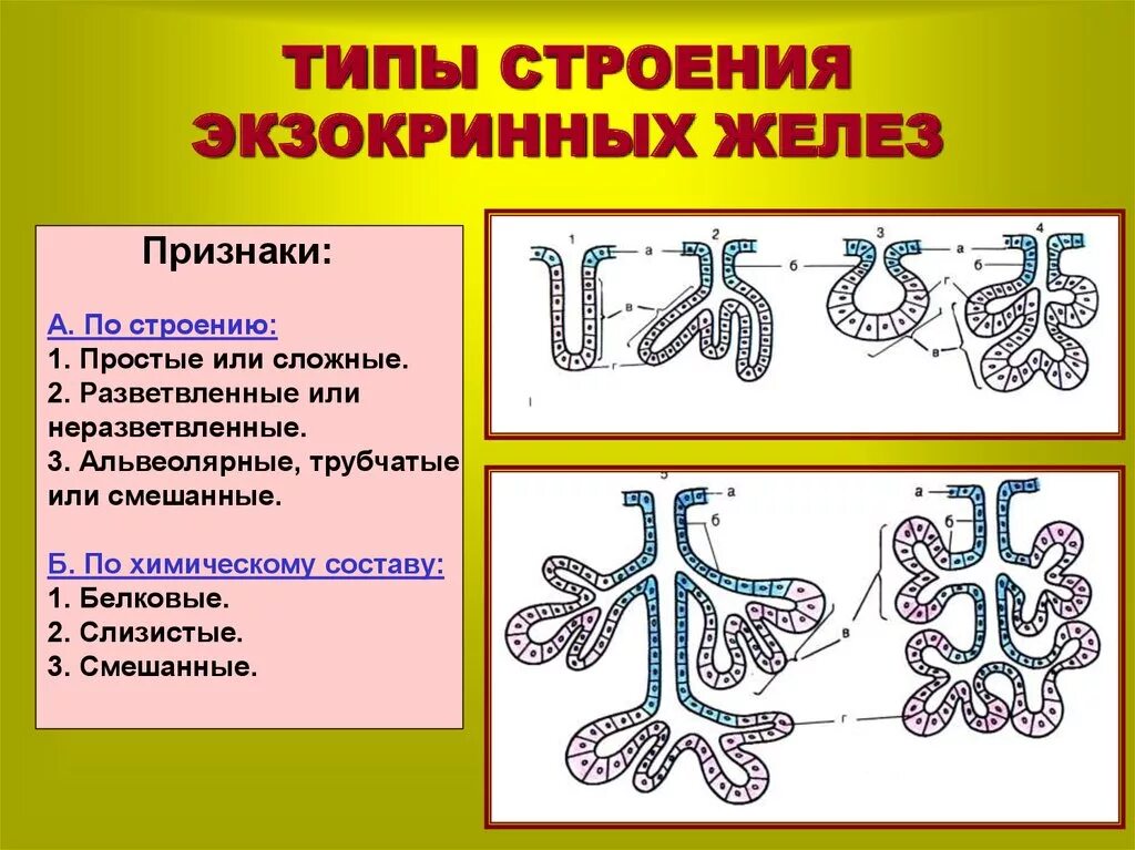 Экзокринные железы строение. Схема строения экзокринных и эндокринных желез. Экзокринные железы классификация гистология. Строение экзокринной железы гистология схема. Экзокринные железы выводные протоки