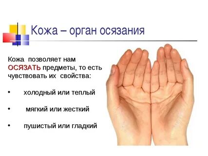 Роль осязания в жизни человека