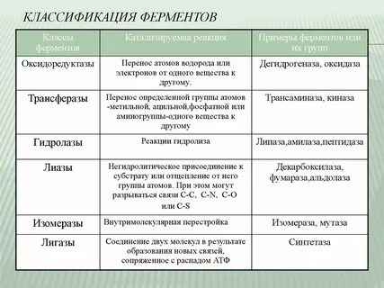 Какой принцип лежит в основе классификации ферментов