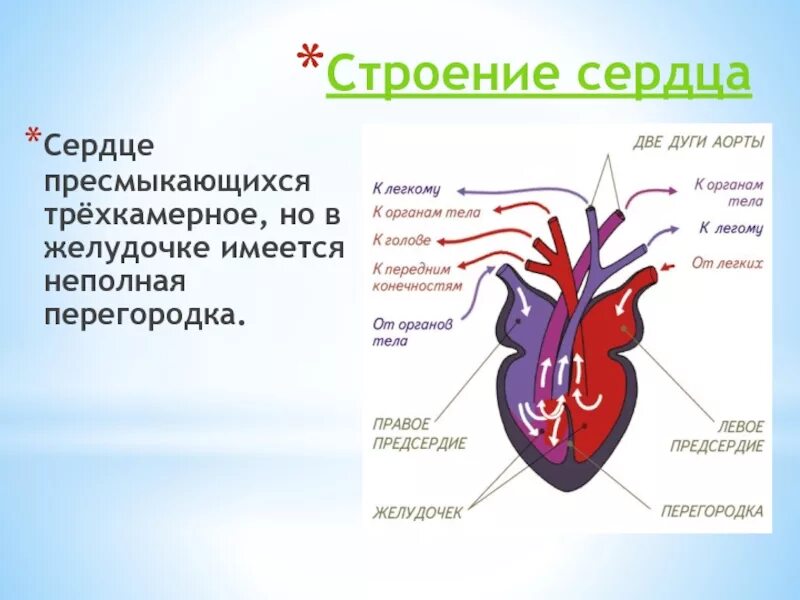 Для большинства рептилий характерно сердце. Строение сердца пресмыкающихся. Строение сердца пресмыкающихся схема. Сердце у пресмыкающихся трехкамерное с неполной перегородкой. Неполная перегородка в желудочке сердца у рептилий.