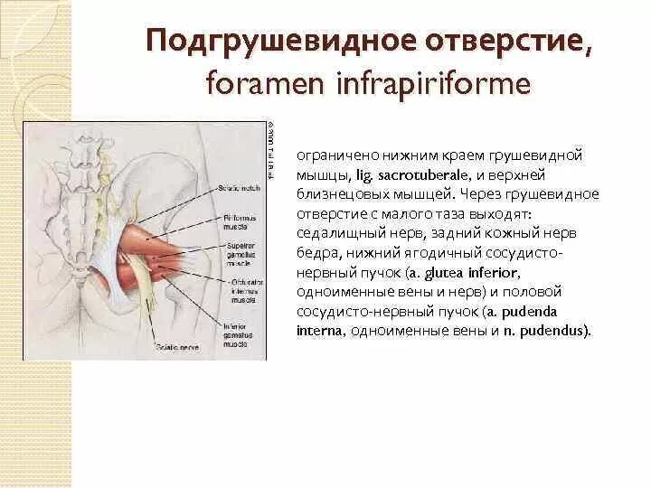 Подгрушевидное отверстие анатомия. Седалищный нерв через подгрушевидное отверстие. Подгрушевидное отверстие топографическая анатомия. Нервы проходящие через подгрушевидное отверстие. Заняться отверстие