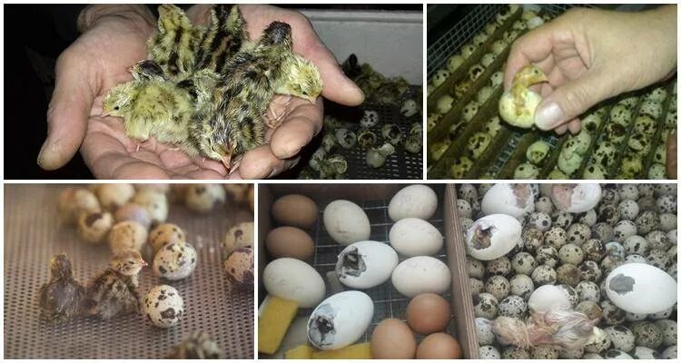 Сколько цыпленок в яйце. Инкубация перепелов вылупление. Перепелка высиживает яйца. Перепелка Жемчужная Фея. Инкубация яиц перепёлки.
