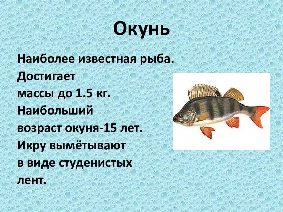 Продаем окуней