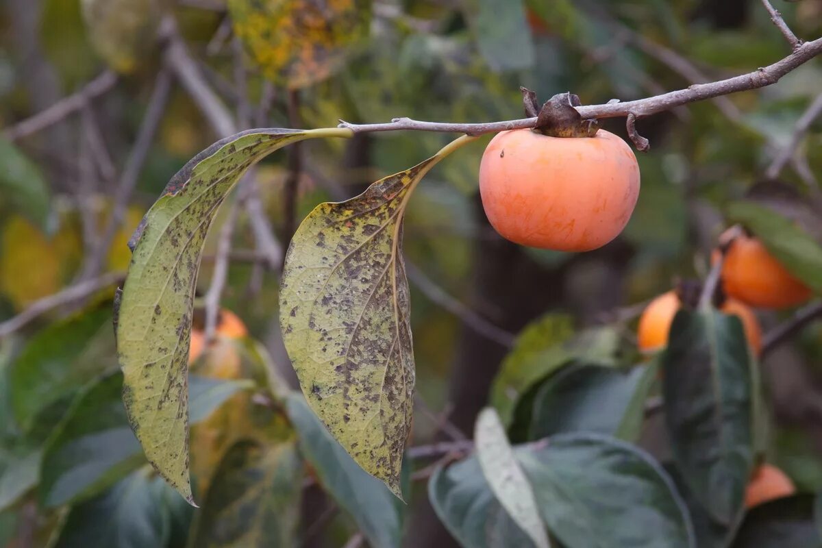 хурма мушмуловидная. листья хурмы. хурма дерево листья. мушмула оранж (2 года). листья хурмы королек.
