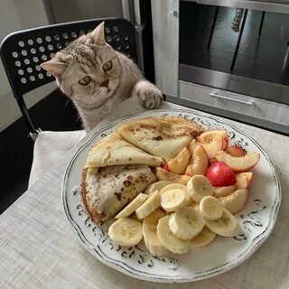 Котики с блинами картинки