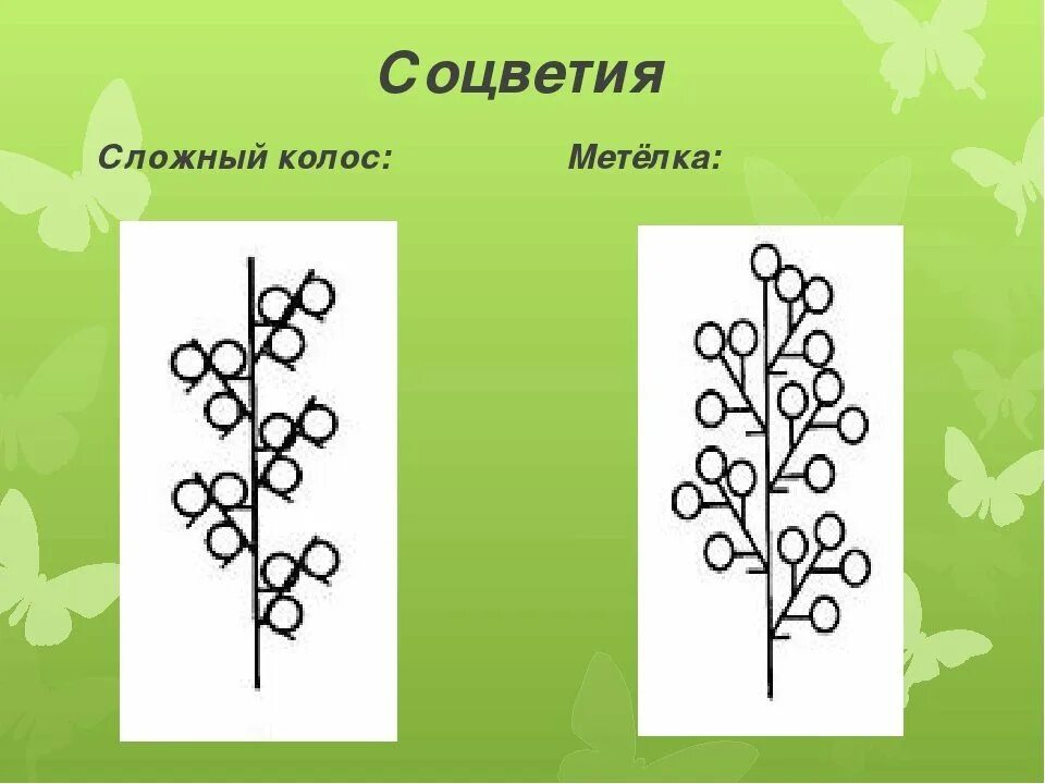 простые и сложные соцветия 6 класс биология. примеры соцветия головка колос. соцветие дихазий растения. соцветия цветов. примеры соцветия головка колос.