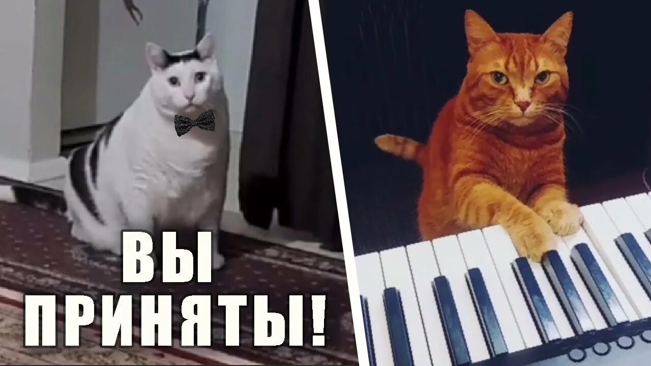 Предъявляющий кот. Кот бендер. кот бендер мем. кот предъявляет. кот бендер из тик тока.