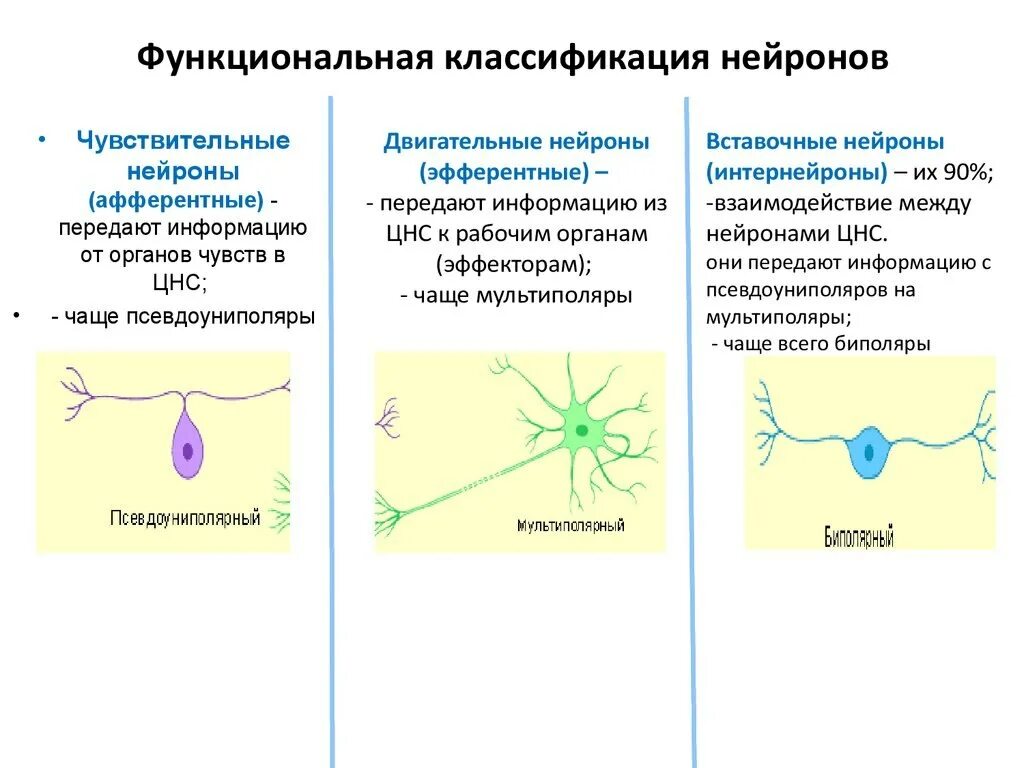 Нервные связи функции. Строение, функции и классификация нервных клеток. Классификация и функции нейронов. Функциональная классификация нейронов. Строение нейрона.. 2. Классификация нейронов. Классификация рецепторов.