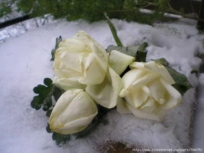 розы на снегу. белые розы на снегу. красивые зимние цветы. розы зимой. белые розы на снегу.