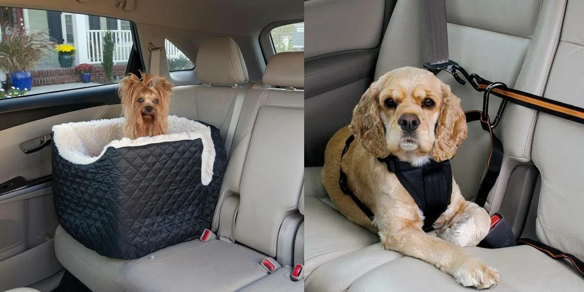 На дальние расстояния нужны. Место для собаки в машине. Кресло для собаки в машину. Маленькие собаки в машине. Перевозка для собак.