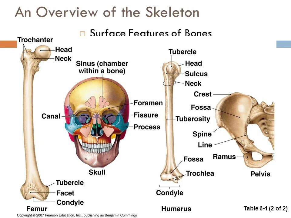 Bone meaning