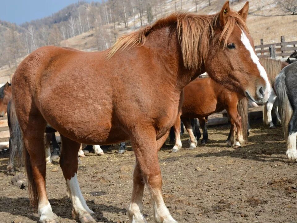 Купить коня алтайском. Новоалтайская порода Жеребцов. Новоталиннская порода лошадей. Алтайская лошадь + Новоалтайская лошадь. Новоалтайский тяжеловоз.