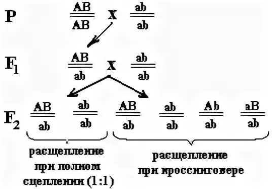 Наследование при полном сцеплении генов. Схема скрещивания сцепление генов. Полное и неполное сцепление генов. Полное сцепление генов схема. Задачи на полное сцепление генов с решением.