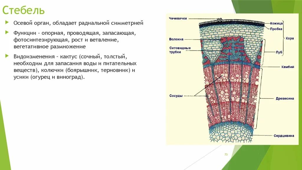 Внутреннее строение стебля функции. Осевой стебель. Стебель Проводящая функция стебля. Опорные стебли. Основные функции стебля.