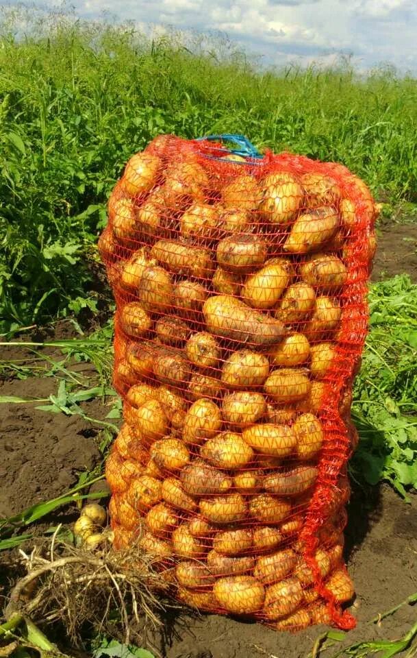 10 килограмм картошки. Картофель в сетке. Картофель фасованный в сетках. Кг картошки. Картофель свежий в сетках.