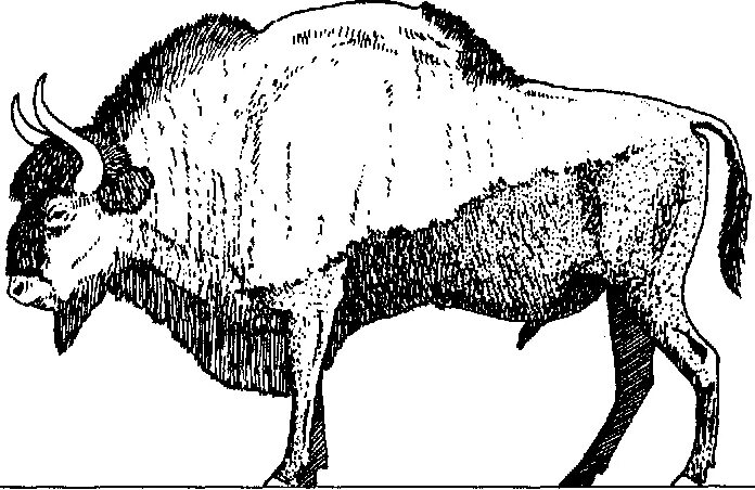 Какой тип питания характерен для бизона. Степной Бизон Bison Priscus. Бизон рисунок. Иллюстрации вымерших бизонов. Бизон анатомия.