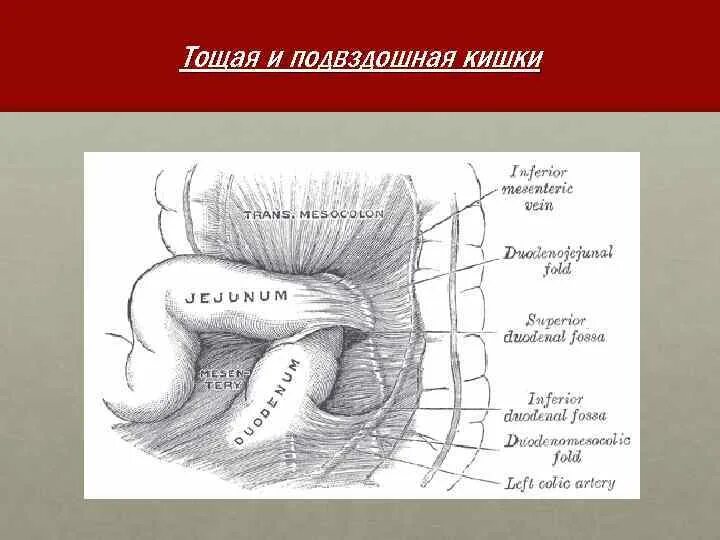 Подвздошная кишка анатомия. Тощая и подвздошная кишка анатомия. Подвздошная кишка схема. Правая подвздошная кишка