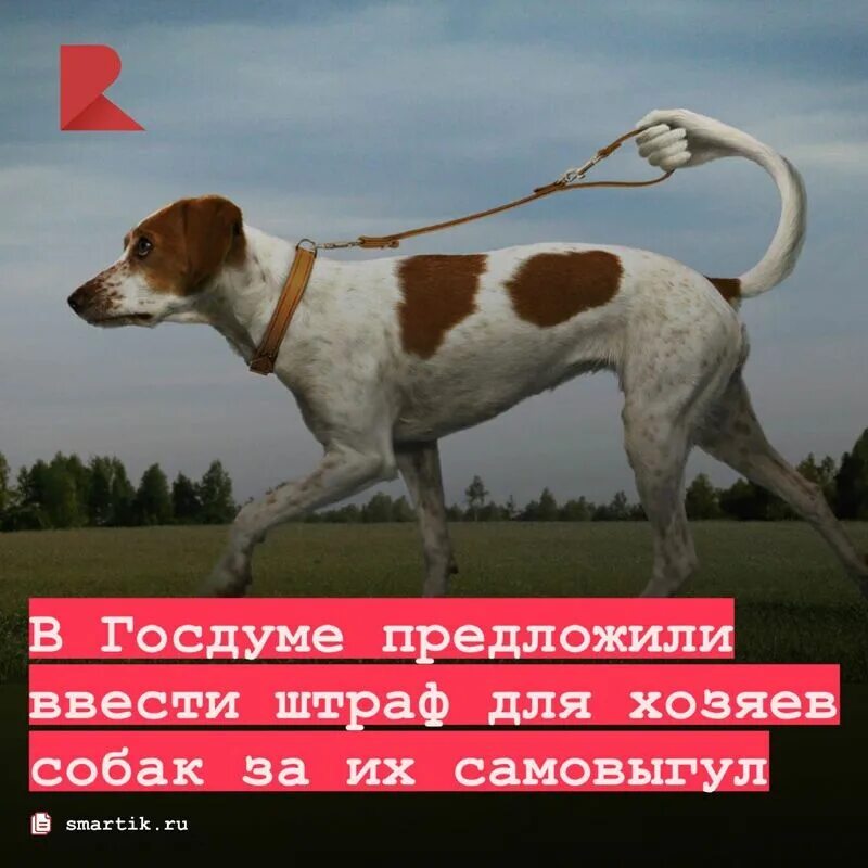 Содержание домашних животных. Табличка выгул собак запрещен. Запрет на выгул собак в общественных местах. Выгул собак штраф 2023. Административный штраф выгул собак.