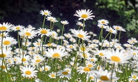 Selecting the Right Daisies for Your Flower Garden.