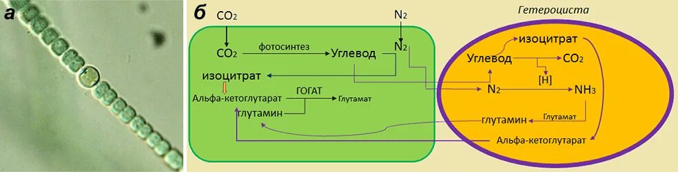 Гетероцисты цианобактерий. Схема процесса фотосинтеза. Строение гетероцисты. Фиксация азота в гетероцистах.