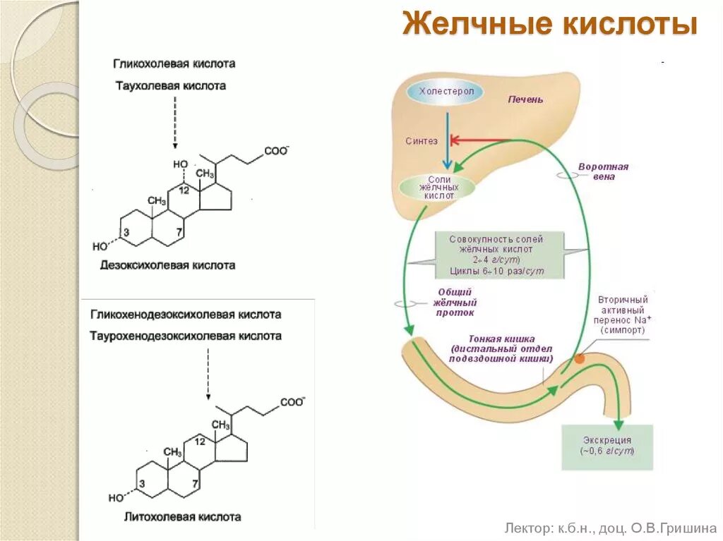 Желчные кислоты печени. Схема синтеза желчных кислот биохимия. Формулы желчных кислот биохимия. Схема энтерогепатической циркуляции желчных кислот биохимия. Образование и метаболизм желчных кислот.