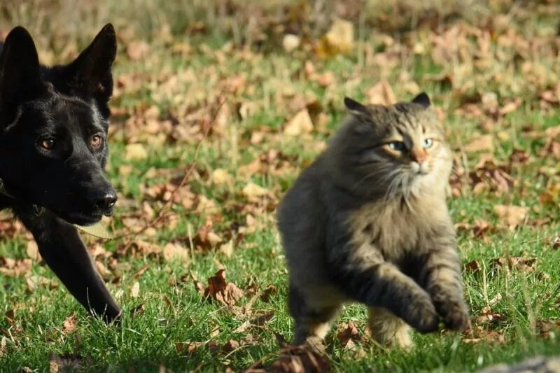 Кошка гонится. Собака гонится за кошкой. Кот убегает от собаки. Собака гоняет кошку. Кот догоняет кота.