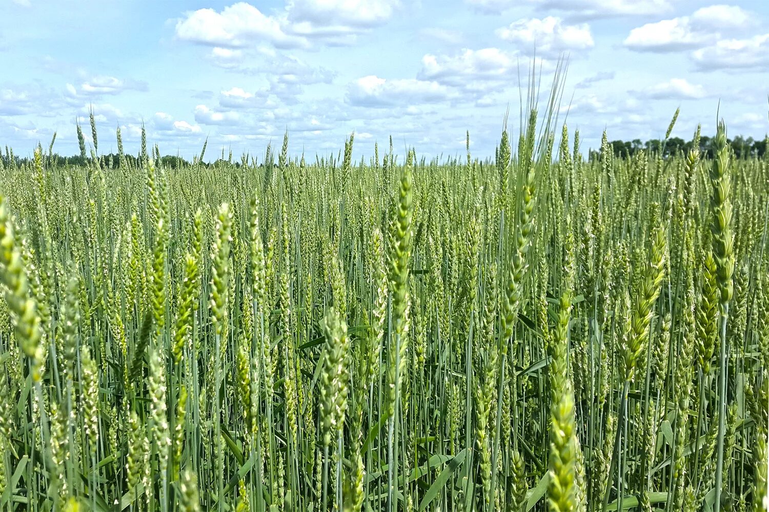 Сорт лада яровая пшеница. Яровая пшеница сорт маргарита. Семена яровой пшеницы triticum aestivum. Яровой пшеницы уралосибирская 2. Яровая пшеница это.