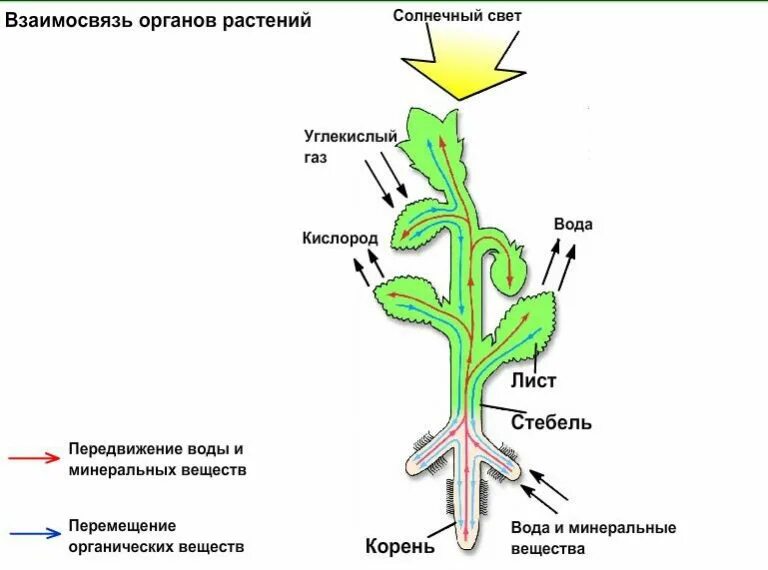 Растительный организм примеры. Схема передвижения веществ по растению. Схема движения питательных веществ у растений. Транспорт веществ по растению схема. Схема взаимосвязи клеток тканей и органов растения.