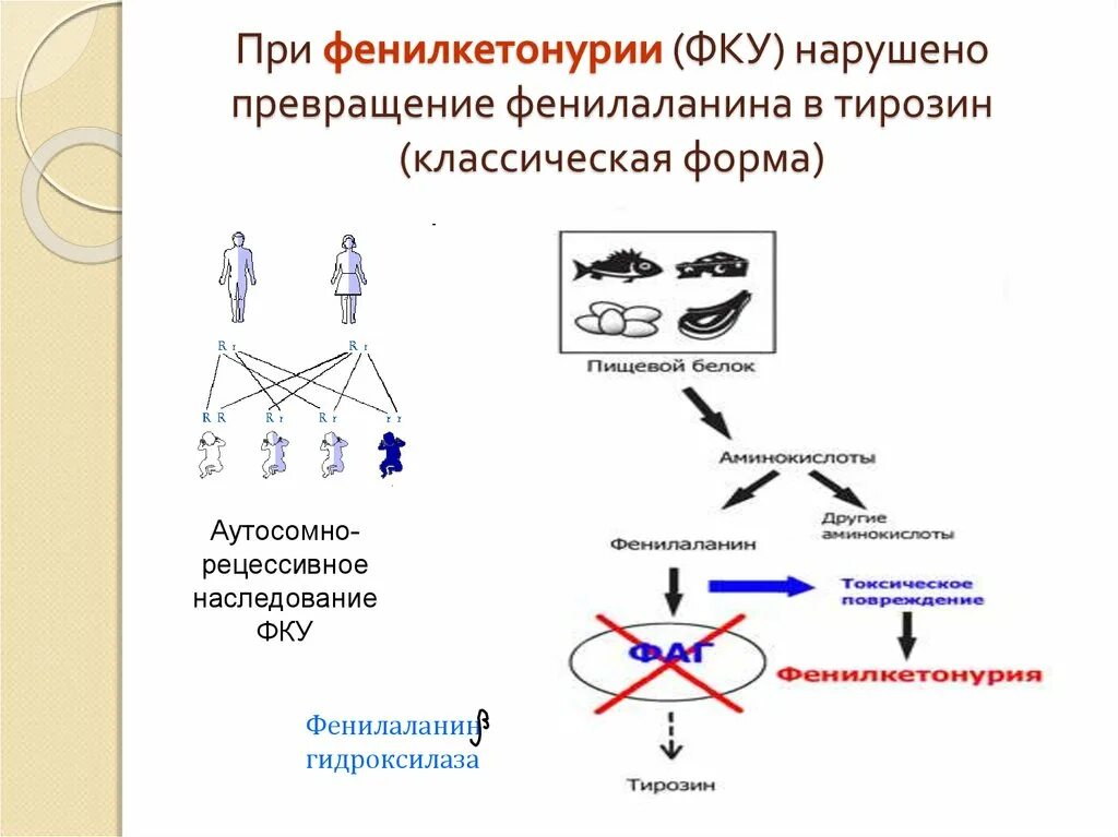 Фенилкетонурия фермент. Фенилкетонурия патогенез схема. Механизм развития фенилкетонурии схема. Фенилкетонурия мутация Гена. Фенилкетонурия патогенез.