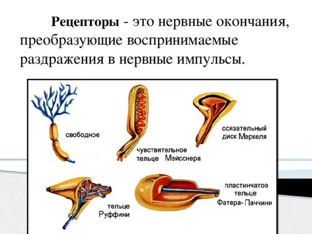 Рецепторы кожи выполняют функцию. Нервные рецепторы. Рецепторные нервные окончания. Рецепторы кожи воспринимают. Рецепторы это окончания.