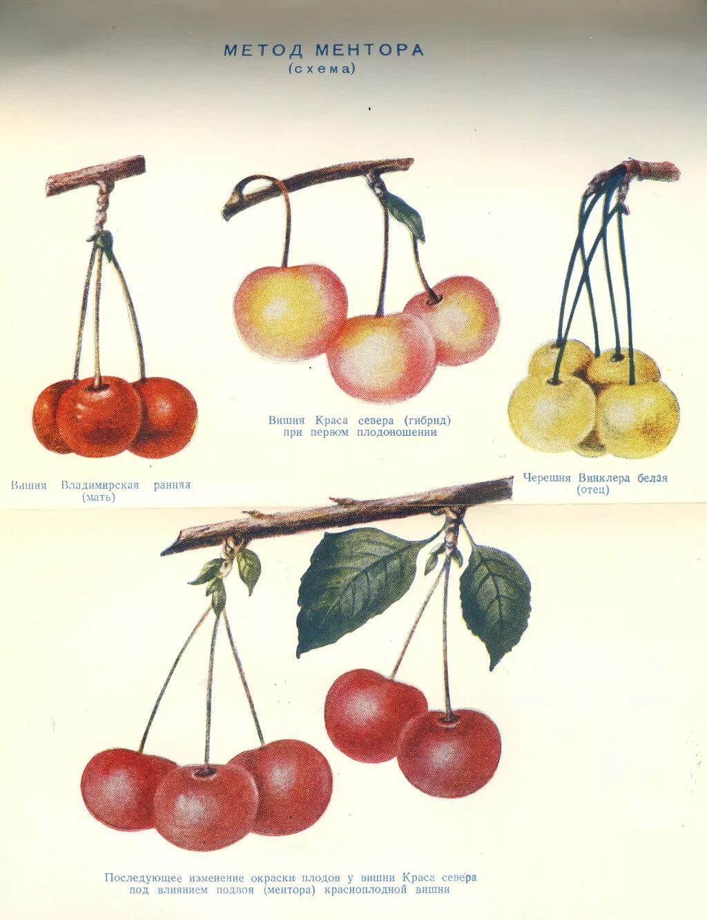 Мичурин метод ментора рисунок. Мичурин селекция методы ментора. Метод ментора в селекции растений. Вишня Краса севера Мичурин. Гибрид мичурин