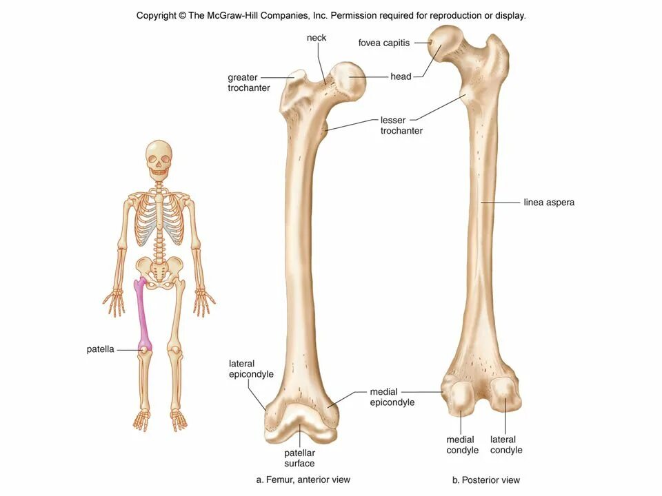 Бедренная кость анатомия. Анатомия бедренной кости человека. Бедренная кость анатомия строение. Бедренная кость кость анатомия человека.