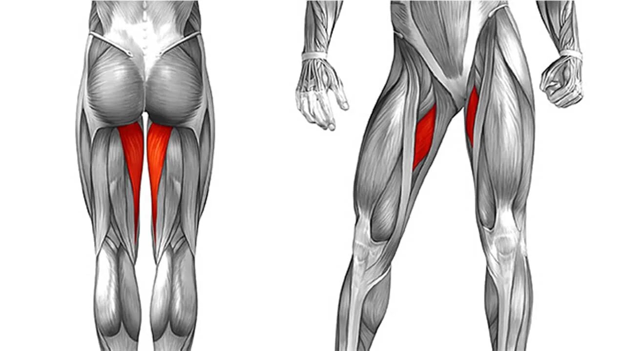 Мышцы квадрицепса анатомия. Мышцы задней поверхности бедра анатомия. Строение квадрицепса бедра. Четырехглавая мышца голени. Место ниже бедра