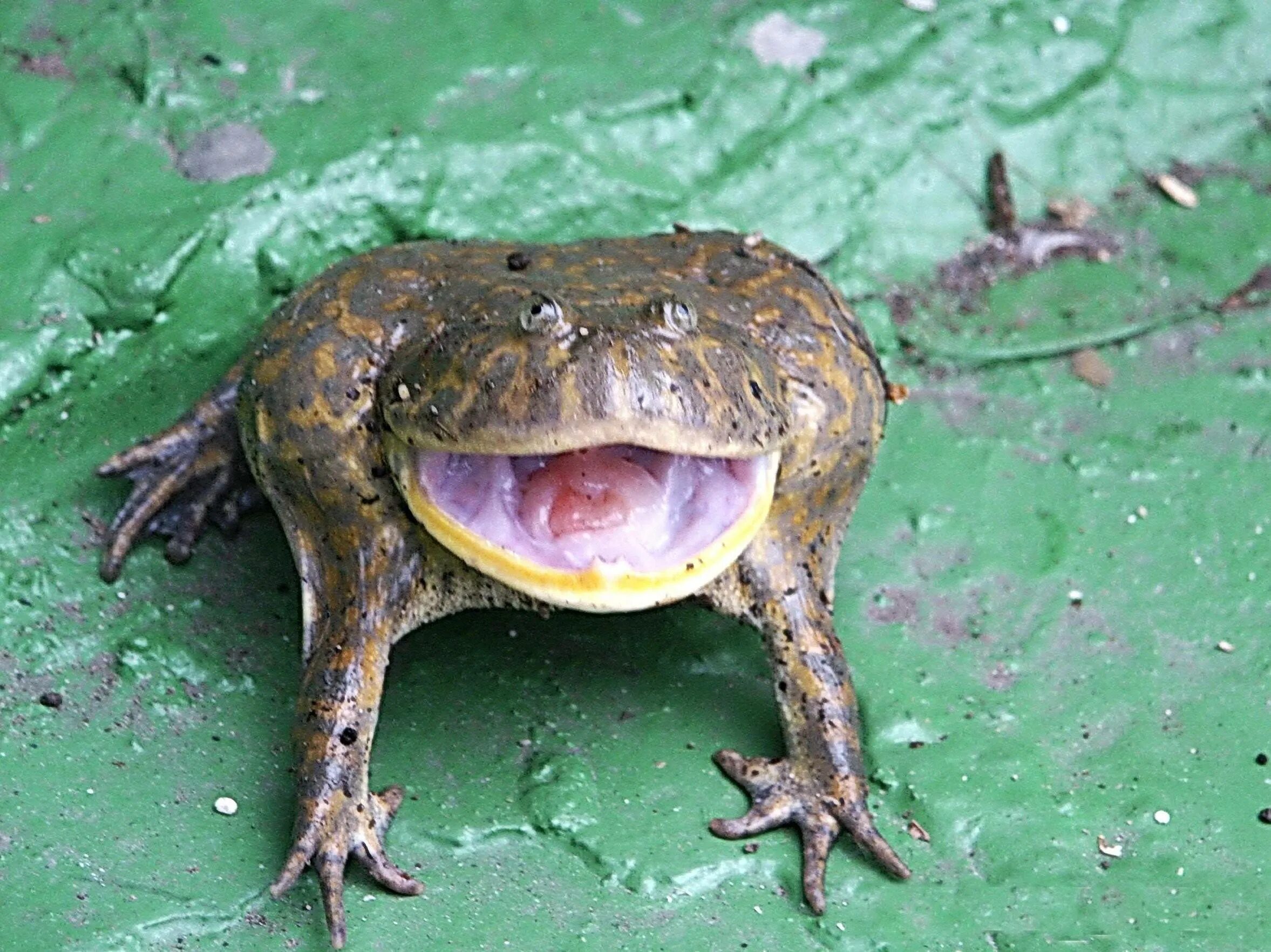 Лягушка открыла рот. Лягушка щитоспинка. Lepidobatrachus laevis. Лягушка злая щитоспинка. Жаба баджита.