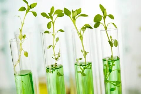 Plant culture