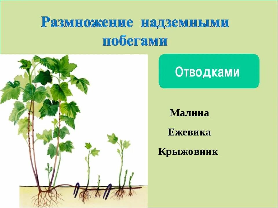 Какие способы размножения надземными побегами вы знаете. Размножение надземными побегами. Вегетативное размножение надземными побегами. Размножение отводками( малина, крыжовник,смородина). Размножение смородины черенками осенью.