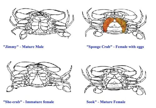 Краб самец. Как отличить самку краба от самца. Как отличить самку Камчатского краба от самца. Краб самец и самка. Камчатский краб самец и самка.