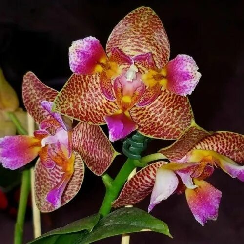 Phalaenopsis Joy Fairy Tale / Peloric Orchid / blüht wieder. - YouTube