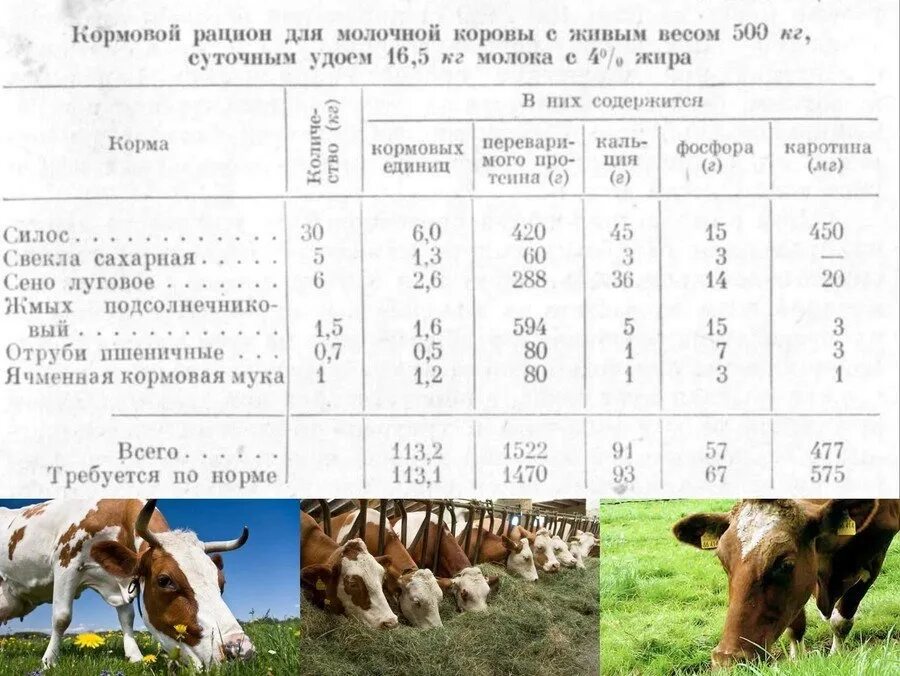 Можно давать корове сырой. Суточный рацион питания для дойной коровы. Рацион комбикорма для дойных коров. Рацион питания для коров на молоко. Нормы рациона для дойной коровы.