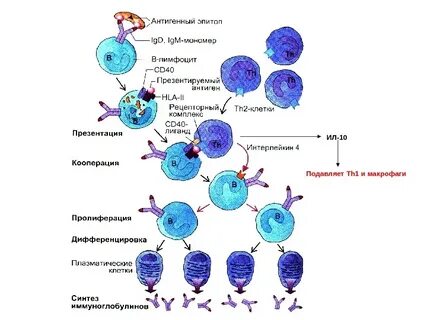 Лимфоциты развитие
