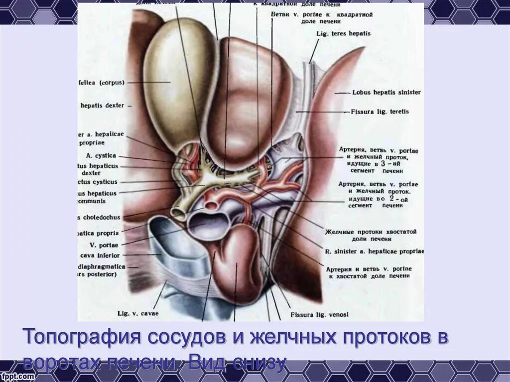 В ворота печени входят. Топографическая анатомия ворот печени. Топография элементов ворот печени. Структуры ворот печени дифференцированы. Ворота печени топография элементов ворот.