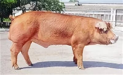 Племенные свинья на выставке. Оценка свиней